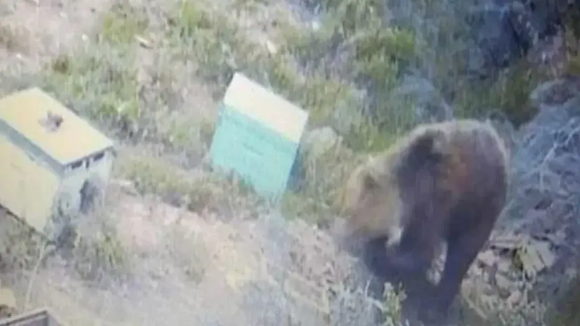 Χαλκιδική: Αρκούδα κυκλοφορεί ελεύθερη και «τσακίζει» τα μελίσσια - Μπορεί να διανύσει μέχρι και 60χλμ την ημέρα - ΝΕΑ