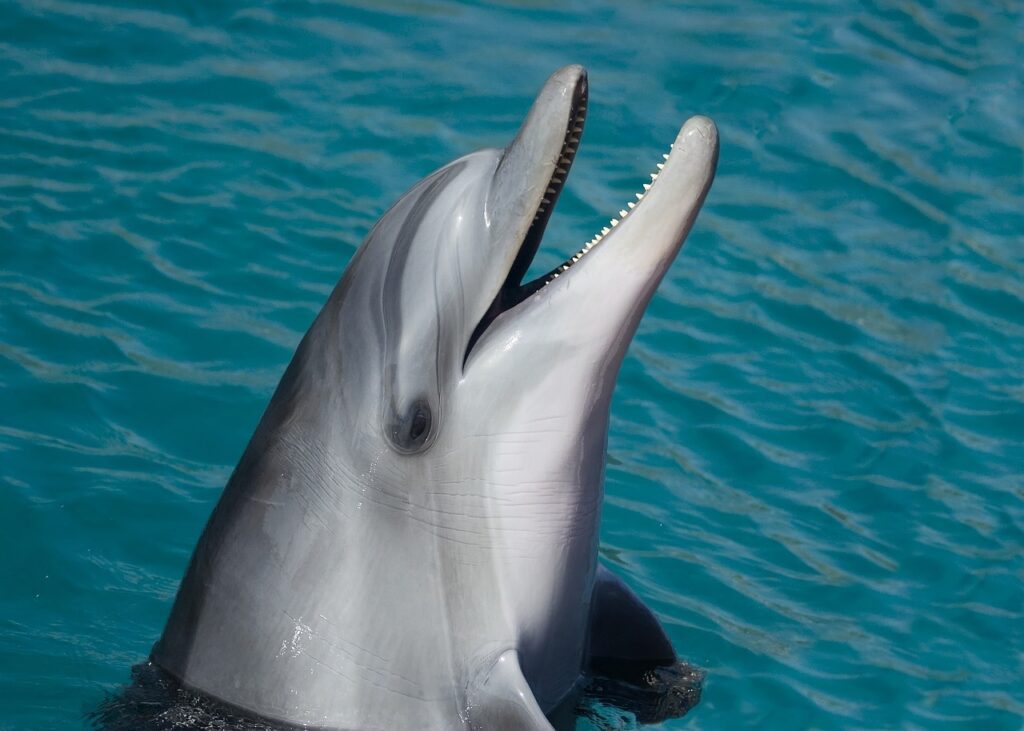 Κόρινθος: Θλίψη για το δελφίνι που έχασε τον προσανατολισμό του στην παραλία Καλάμια  Δεν τα κατάφερε το θηλαστικό 