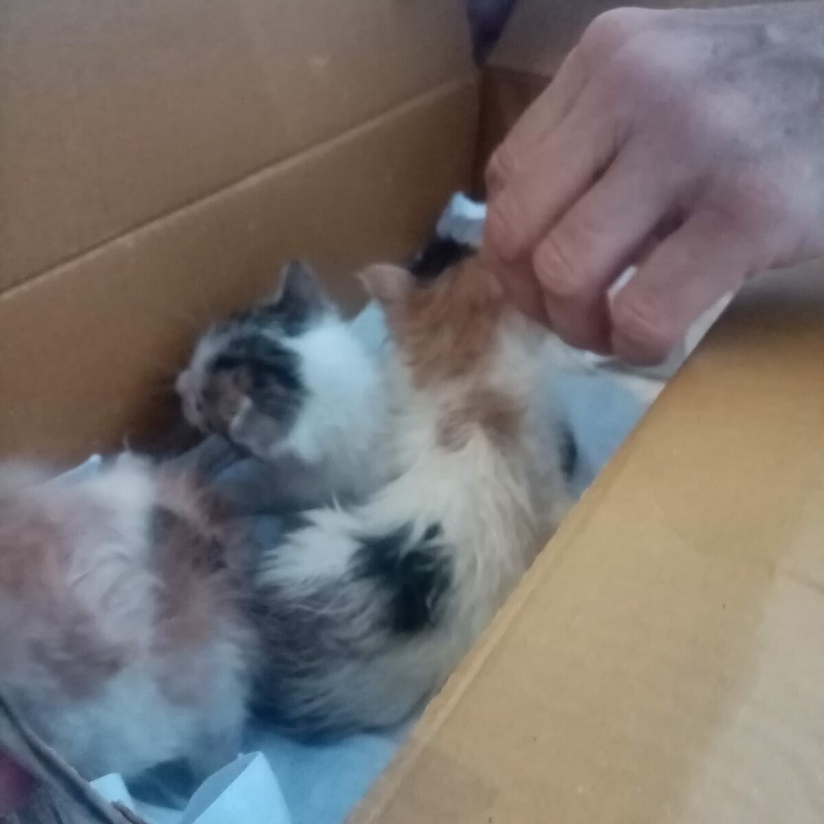 Βόλος: Έκλεισε σε κουτί τρία γατάκια και τα πέταξε στα σκουπίδια [Εικόνα] - ΕΛΛΑΔΑ