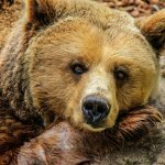 Αρκτούρος: Ξύπνησε η πρώτη αρκούδα από τον χειμέριο λήθαργο [Εικόνα]