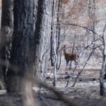 Όμιλος Επιχειρήσεων Σαρακάκη: Χορηγός της ΑΝΙΜΑ για τη στήριξη των άγριων ζώων