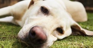 Απίστευτο περιστατικό στην Χαλκιδική: Έδεσαν τα πόδια σκύλου με σύρμα [εικόνες]