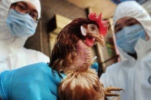 Συναγερμός για την γρίπη των πτηνών στα Βαλκάνια- Πώς να προφυλαχτείτε