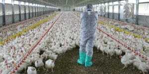 Συναγερμός στην Ολλανδία για την γρίπη των πτηνών- Θανατώνουν 65.000 κοτόπουλα