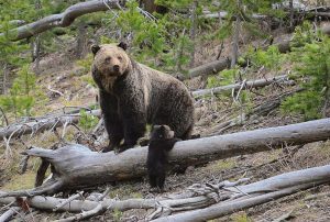 Ήπειρος: Πυροβόλησαν αρκούδα και το μωρό της- Προσοχή πολύ σκληρές εικόνες