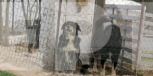 Θεσσαλονίκη: Αυτά είναι τα σκυλιά που κατασπάραξαν την 50χρονη