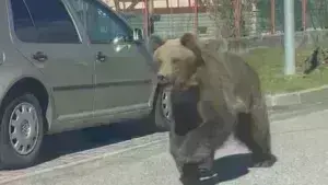 Σκότωσαν αρκούδα που επιτέθηκε σε πέντε ανθρώπους [Βίντεο]