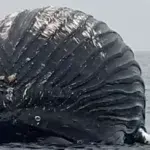 Νορβηγία: Ψαράς εντόπισε νεκρή φάλαινα που έμοιαζε… με μπαλόνι – Τι θα συμβεί αν εκραγεί
