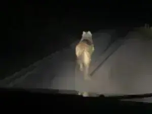 Σοκ με βίντεο: Νεαροί καταδιώκουν λύκο με το αυτοκίνητο- Το άτυχο ζώο τρέχει φοβισμένο