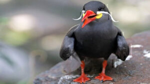 Αυτό είναι το μοναδικό πουλί στον κόσμο που έχει μουστάκι - Δείτε βίντεο