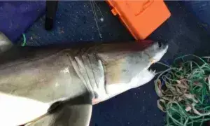 16χρονος έπιασε τεράστιο λευκό καρχαρία: Τον δάγκωσε όταν πήγε να τον... φωτογραφήσει [βίντεο]