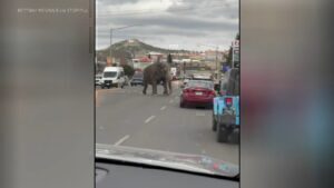 Ελέφαντας προκαλεί χάος στο δρόμο: Από πού το έσκασε [βίντεο]