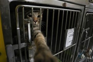 Κτηνωδία: Υιοθετούσε γάτες για να τις σκοτώνει- Τις μισούσε γιατί γρατζούνισαν το αμάξι του