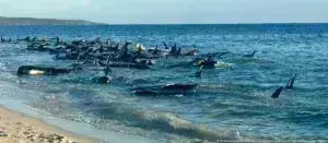 Αυστραλία: Δεκάδες φάλαινες-πιλότοι εξόκειλαν σε ακτές- Φόβοι για ευθανασία σε πολλές από αυτές