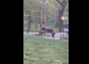 Τεράστιο κογιότ στο Σέντραλ Παρκ της Νέας Υόρκης [βίντεο]