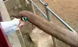 Αξιολάτρευτη στιγμή: Ελέφαντας δίνει το παπούτσι σε μικρό παιδί [βίντεο]