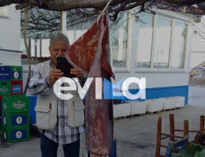Εύβοια: Ψάρεψε γιγάντιο καλαμάρι με βάρος 15 κιλά - Δείτε εικόνες