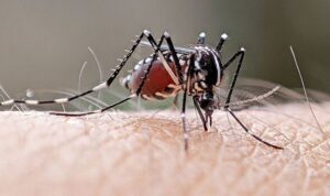 Συναγερμός στην Ευρώπη από τα κουνούπια: Εξαπλώνονται ασθένειες λόγω της κλιματικής κρίσης- Σε κίνδυνο η Ελλάδα
