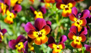 Τα 5 λουλούδια που θα φέρουν ευτυχία στο σπίτι σας