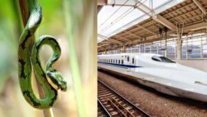 Φίδι καθυστερεί τρένο: Εντοπίστηκε μέσα σε βαγόνι