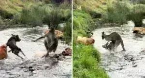 Μάχη ανάμεσα σε σκυλιά και καγκουρό: Προσοχή- Σκληρές εικόνες