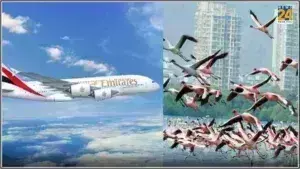Βομβάη: Πάνω από 40 ροζ φλαμίνγκο έπεσαν νεκρά- Συγκρούστηκαν με αεροπλάνο