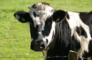Σκωτία: Επιβεβαιώθηκε κρούσμα της νόσου των τρελών αγελάδων σε αγρόκτημα στα νοτιοδυτικά