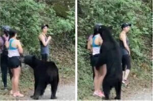 Μεξικό: Αρκούδα...ερωτεύτηκε γυναίκα - Δείτε βίντεο που προσπαθεί να την αγκαλιάσει