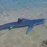 Γλυφάδα: Καρχαρίας έκοβε βόλτες στη μαρίνα - Δείτε βίντεο