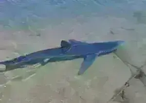Γλυφάδα: Καρχαρίας έκοβε βόλτες στη μαρίνα - Δείτε βίντεο