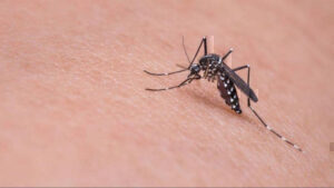 Ιός Δυτικού Νείλου: «Καμπανάκι» ΕΟΔΥ- Προσοχή στα κουνούπια