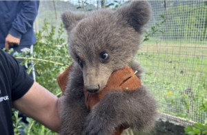 Κοζάνη: Ένα χαριτωμένο αρκουδάκι τριών μηνών βρέθηκε σε αυλή σπιτιού [βίντεο]
