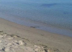 Σοκ σε παραλία της Λάρισας: Φίδι έκανε βόλτες - Τρομάξαν οι λουόμενοι [εικόνες]