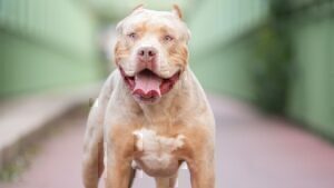 Σκυλιά ράτσας XL Bully επιτέθηκαν και σκότωσαν την ιδιοκτήτριά τους