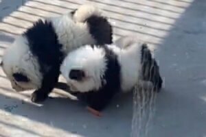 Απίστευτο: Ζωολογικός κήπος στην Κίνα έβαψε σκυλιά ασπρόμαυρα για να μοιάζουν με πάντα – Διεθνή κατακραυγή, τι λέει εργαζόμενος
