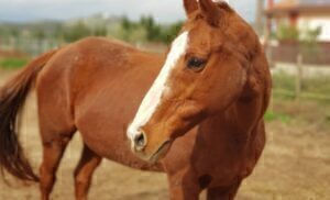 Σύρος: Της σκότωσαν το άλογο με μία σφαίρα στο κεφάλι