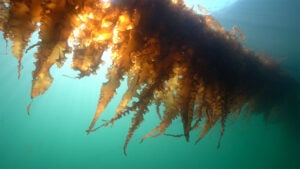 Βίντεο: Μια τεράστια λωρίδα από φύκια κάλυψε την Αδριατική - Άφωνοι οι κολυμβητές