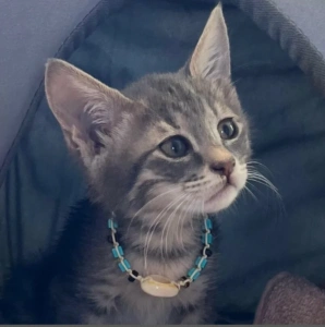 Η Σπέτσι, το γατάκι που έσωσε η τουρίστρια στις Σπέτσες, υιοθετήθηκε και πάει Αμερική