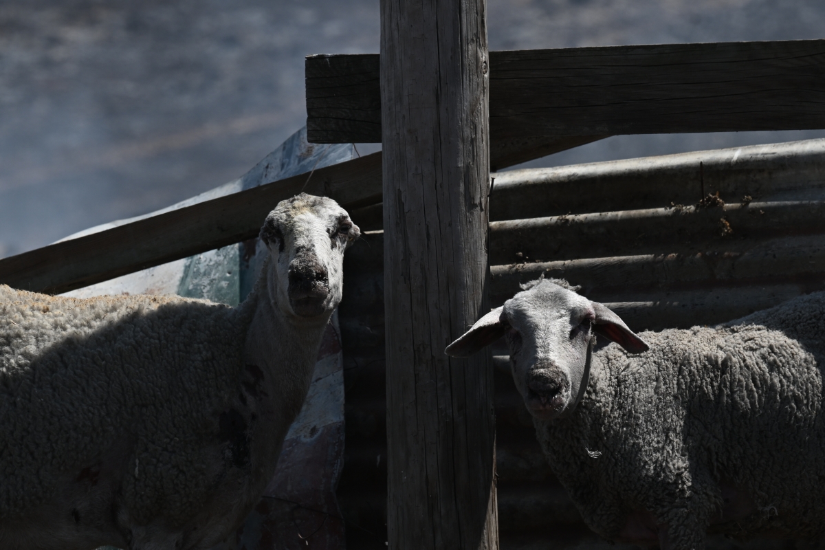 Sheep pox: Controversy and concern in the market