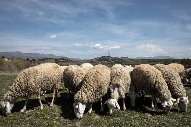 New case of smallpox in a livestock unit in Magnesia – More than 1,700 animals will be killed