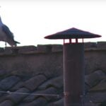Βατικανό: Μάταια περίμενε και ο… γλάρος [εικόνες]